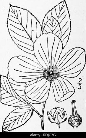 . An illustrated flora of the northern United States, Canada and the British possessions, from Newfoundland to the parallel of the southern boundary of Virginia, and from the Atlantic Ocean westward to the 102d meridian. Botany; Botany. MALVACEAE. Vol. II. 7. Hibiscus Syriacus L. Shrubby Althaea. Rose- of-Sharon. Fig. 2875. Hibiscus Syriacus L. Sp. PI. 695. 1753. A branching nearly glabrous shrub, io°-20° high. Leaves short-petioled, ovate, 2'-e,' long, obtuse or cuneate at the base, acute but blunt at the apex, 3^5-lobed or the upper merely dentate, sometimes with a few scattered stellate hai Stock Photo
