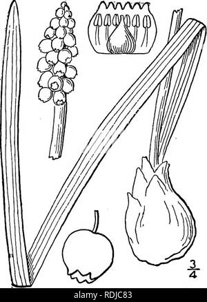 . An illustrated flora of the northern United States, Canada and the British possessions, from Newfoundland to the parallel of the southern boundary of Virginia, and from the Atlantic Ocean westward to the 102d meridian. Botany; Botany. 2. Ornithogalum nutans L. Drooping Star-of-Bethlehem. Fig. 1273. Ornithogalum nutans L. Sp. PI. 308. 1753. Bulb ovoid, 1-2' long. Scape stout, i°-2° high; leaves usually equalling the scape or longer, blunt, 2&quot;4&quot; wide; flowers several or numerous, racemose, nodding; raceme 3'-8' long, loose; pedicels stout, 2&quot;-6&quot; long; brapts lanceo- late,  Stock Photo