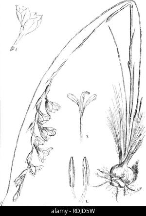 . Natal plants : Descriptions and figures of Natal indigenous plants, with notes on their distribution, economic value, native names, &amp;c., / by J. Medley Wood and Maurice S. Evans. Published under the auspices of Natal Government and Durban Botanic Society. Botany. Plate 236. Gladiolus mandensis. Baker.. Please note that these images are extracted from scanned page images that may have been digitally enhanced for readability - coloration and appearance of these illustrations may not perfectly resemble the original work.. Wood, John Medley, 1827-1914; Evans, Maurice S. (Maurice Smethurst),  Stock Photo
