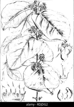 . Natal plants : Descriptions and figures of Natal indigenous plants, with notes on their distribution, economic value, native names, &amp;c., / by J. Medley Wood and Maurice S. Evans. Published under the auspices of Natal Government and Durban Botanic Society. Botany. Plate 215. Vangueria lalifolia,-S'oizc/. Please note that these images are extracted from scanned page images that may have been digitally enhanced for readability - coloration and appearance of these illustrations may not perfectly resemble the original work.. Wood, John Medley, 1827-1914; Evans, Maurice S. (Maurice Smethurst), Stock Photo