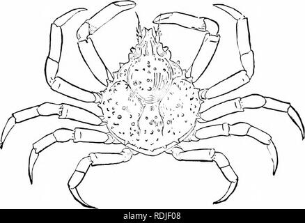 cephalothorax crab