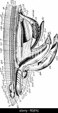 A Manual Of Zoology J U G Quot W 5 E Cj1 To 1 A Quot 3 M 2 3 A P Ij R Gt C R 7 Quot C M Rt B J K E E C