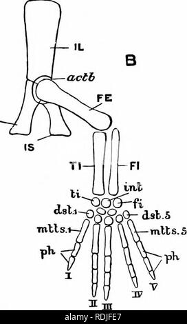 . A manual of zoology. PU p.cor -UL. Fig. 214. — Diagrams of the fore ...