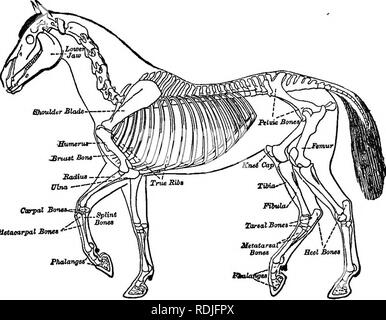 . Elementary biology, animal and human. Biology. 188 ANIMAL BIOLOGY ...