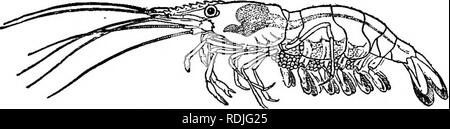 . Elementary biology, animal and human. Biology. Fig. 116.—The shrimp. caught. They are considered rather as a delicacy, since they are too expensive for general use, principally on account of their scarcity. For a number of years the United States government has been making efforts to increase the number of lobsters by artificial propagation. Some states have passed laws forbidding the catching of immature lobsters and lobsters with eggs attached.. Please note that these images are extracted from scanned page images that may have been digitally enhanced for readability - coloration and appear Stock Photo