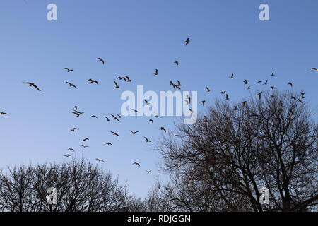 Stunning Flocking Birds Stock Photo