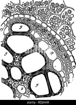 . The essentials of botany. Botany. 48 BOTANY. lariform tissue are masses of soft tissue (parenchyma) and a few spiral vessels, the latter occurring near the foci of the elliptical cross-section of the bundle (s). Surrounding or partly surrounding the tracheary portion of the bundle is a layer of sieve-tubes (sp), separated from the large sea-. Fig. 31 .—Part of a transverse section of the flbi'O-vascular bundle of the under- ground stem of the common Brake-fern (Pteris aquilina). s, spiral vessel; g, ff, scalarlform vessels; sp, sieve-tissue; b, fibrous tissue; sg, bundle-sheath. lariform ves Stock Photo