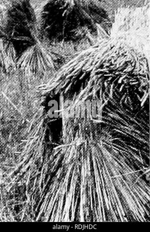 . Plant life and plant uses; an elementary textbook, a foundation for the study of agriculture, domestic science or college botany. Botany. Wheat in Montana ready for threshing. Such an understanding of plants is one of the necessary first steps in scientific agriculture, and it is also one of the principal things which this book seeks to give you. Part II — The Study of Plants 6. Reasons for It. — You are entitled to know why you are to study this subject, just as you are entitled to know why you study any subject. Much of your time in the next few months is to be devoted to it. You have the  Stock Photo