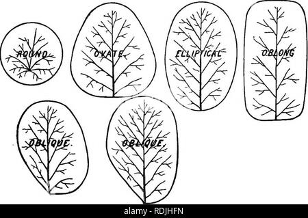 . The essentials of botany. Botany. XVUl BOTANY. it is the needle ...