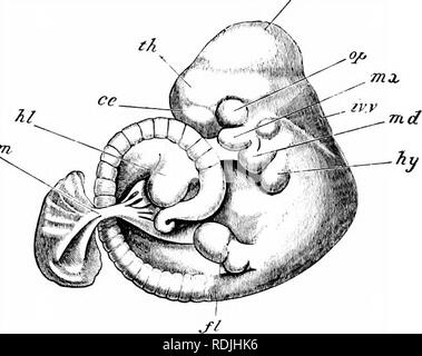 . The elements of embryology . Embryology. X.] THE CKANIAL FLEXURE. 333 ...