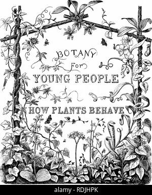 . Botany for young people : Part II. How plants behave ; how they move, climb, employ insects to work for them, &amp; c. Botany. . Please note that these images are extracted from scanned page images that may have been digitally enhanced for readability - coloration and appearance of these illustrations may not perfectly resemble the original work.. Gray, Asa, 1810-1888. New York : Ivison, Blakeman, Taylor Stock Photo