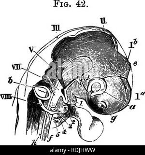 . The elements of embryology. Embryology; Embryology. VI.] THE CRANIAL ...