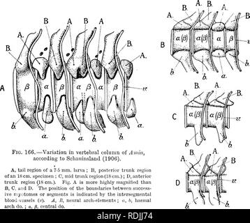 Vertebra Development . The elements of Embryology Stock Photo - Alamy