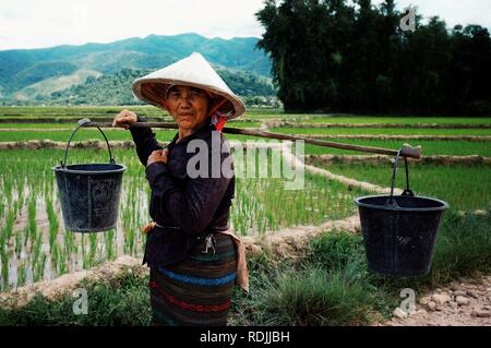 Luang Namta / Laos - JUL 06 2011: woman planting rice in the paddies at rural village area in the middle of the farmland Stock Photo