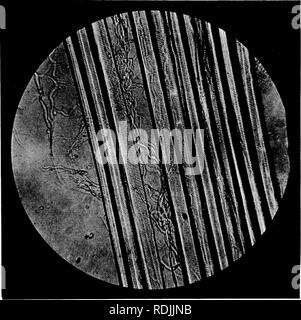 . Mammalian anatomy : with special reference to the cat . Mammals; Anatomy, Comparative; Cats. GENERAL STRUCTURE. 15 cell activity is of two kinds, gaseous and liquid. Both diffuse through the capillary walls into the blood. The. Fig. 10. Photomicrograph of Fibers of Voluntary Muscle. X 100. Note the finer threads of connective tissue. former, which is carbon dio.vid, is carried to the heart and thence by the pulmonary arteries to the lungs, where it passes into the terminal branches of the trachea, and finally by expiration reaches the exterior. The liquid excretion is transported by means of Stock Photo