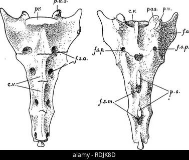 Practical anatomy of the rabbit : an elementary laboratory