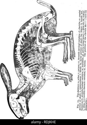 . Practical anatomy of the rabbit : an elementary laboratory textbook in mammalian anatomy . Rabbits; Anatomy, Comparative. ij &gt;,-as :&gt; '- rt J-. Please note that these images are extracted from scanned page images that may have been digitally enhanced for readability - coloration and appearance of these illustrations may not perfectly resemble the original work.. Bensley, B. A. (Benjamin Arthur), 1875-1934. Toronto : University press Stock Photo