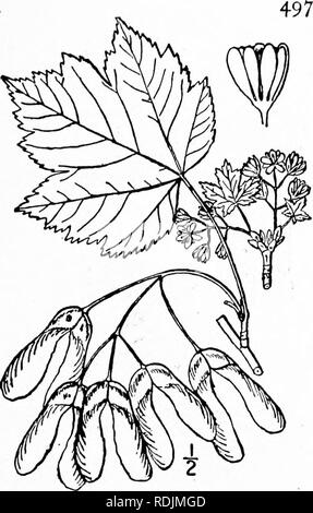 . An illustrated flora of the northern United States, Canada and the British possessions, from Newfoundland to the parallel of the southern boundary of Virginia, and from the Atlantic Ocean westward to the 102d meridian. Botany; Botany. Genus i. MAPLE FAMILY, 8. Acer glabrum Torr. Dwarf or Rocky Mountain Maple. Fig. 2811. Acer glabrum Torr. Ann. Lye. N. Y. 2: 172. 1826, Acer tripartitmn Nutt.; T. &amp; G. Fl. N. A. i: 247. 1838. A shrub, or small tree, with maximum height of about 35° and trunk diameter of 12'. Leaves l'-3' long, often broader, glabrous on both sides, or puber- ulent when youn Stock Photo