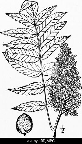 . An illustrated flora of the northern United States, Canada and the British possessions, from Newfoundland to the parallel of the southern boundary of Virginia, and from the Atlantic Ocean westward to the 102d meridian. Botany; Botany. 482 ANACARDIACEAE. Vol. II. 3. Rhus glabra L.. Smooth Upland or Scarlet Sumac. White or Sleek Sumac. Fig. 2778. Rhus glabra L. Sp. PI. 265. 1753. A shrub or rarely a small tree, 2°-20° high, similar to the preceding species, but glabrous and somewhat glaucous. Leaflets 11-31, lanceolate or oblong-lanceolate, 2'-4' long, acuminate at the apex, rounded and often  Stock Photo