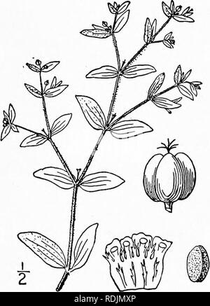 . An illustrated flora of the northern United States, Canada and the British possessions, from Newfoundland to the parallel of the southern boundary of Virginia, and from the Atlantic Ocean westward to the 102d meridian. Botany; Botany. 13. Chamaesyce maculata (L.) Small. Milk Purslane. Spotted or Blotched Spurge. Fig. 2744. Euphorbia maculata L. Sp. PI. 455. 1753. Chamaesyce maculata Small, Fl. SE, U. S. 713. 1903. Annual, dark green, puberulent or pilose. Stem branched from the base, the branches slender, radiately spreading, prostrate, 2'-i5' long, often dark red; leaves usually blotched, o Stock Photo