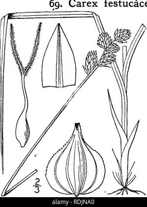 . An illustrated flora of the northern United States, Canada and the British possessions, from Newfoundland to the parallel of the southern boundary of Virginia, and from the Atlantic Ocean westward to the 102d meridian. Botany; Botany. 68. Carex macloviana D'Urv. Falkland Island Sedge. Fig. 935. C. macloviana D'Urv. Mem. Soc. Linn. Paris 4: 599. 1826. Strongly caespitose, the culms stout, stiff, 6'-i5' high, slightly roughened on the angles above. Leaves flat, ii&quot;—z&quot; wide, usually much shorter than the culm; head ¥ long, short-oblong or ovoid, of 3-8 densely clustered ovoid-oblong o Stock Photo