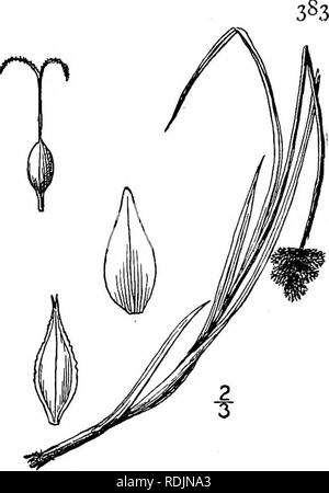 . An illustrated flora of the northern United States, Canada and the British possessions, from Newfoundland to the parallel of the southern boundary of Virginia, and from the Atlantic Ocean westward to the 102d meridian. Botany; Botany. Genus 18. SEDGE FAMILY.. 68. Carex macloviana D'Urv. Falkland Island Sedge. Fig. 935. C. macloviana D'Urv. Mem. Soc. Linn. Paris 4: 599. 1826. Strongly caespitose, the culms stout, stiff, 6'-i5' high, slightly roughened on the angles above. Leaves flat, ii&quot;—z&quot; wide, usually much shorter than the culm; head ¥ long, short-oblong or ovoid, of 3-8 densely Stock Photo