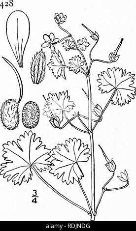 . An illustrated flora of the northern United States, Canada and the British possessions, from Newfoundland to the parallel of the southern boundary of Virginia, and from the Atlantic Ocean westward to the 102d meridian. Botany; Botany. GERANIACEAE. Vol. II. 5. Geranium rotundifolium L. Round-leaved Crane's-bill. Fig. 2656. Geranium rotundifolium L. Sp. PI. 683. 1753. Annual, often tufted, 6'-i8' high, much branched, softly pubescent with spreading white purple-tipped glandular hairs. Leaves reniform-orbicular, broader than long, li' wide, cleft about to the middle into 5-9 obtuse broad lobes, Stock Photo