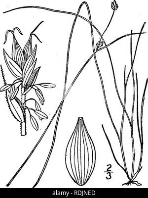 . An illustrated flora of the northern United States, Canada and the British possessions, from Newfoundland to the parallel of the southern boundary of Virginia, and from the Atlantic Ocean westward to the 102d meridian. Botany; Botany. Soft-leaved Sedge. 35. Carex disperma Dewey. Fig. 902. Carex tenella Schk. Riedgr. 23. /. 104. 1801. Not Thuill. 1799- Carex disperma Dewey, Am. Journ. Sci. 8: 266. 1824. Light green, rootstocks elongated, very slender, culms almost filiform, rough, commonly reclining, 6'-2° long. Leaves soft, i&quot;-|&quot; wide, spreading, usually shorter than the culm; spik Stock Photo