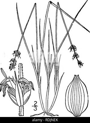 . An illustrated flora of the northern United States, Canada and the British possessions, from Newfoundland to the parallel of the southern boundary of Virginia, and from the Atlantic Ocean westward to the 102d meridian. Botany; Botany. 372 CYPERACEAE. Vol. I.. Soft-leaved Sedge. 35. Carex disperma Dewey. Fig. 902. Carex tenella Schk. Riedgr. 23. /. 104. 1801. Not Thuill. 1799- Carex disperma Dewey, Am. Journ. Sci. 8: 266. 1824. Light green, rootstocks elongated, very slender, culms almost filiform, rough, commonly reclining, 6'-2° long. Leaves soft, i&quot;-|&quot; wide, spreading, usually sh Stock Photo