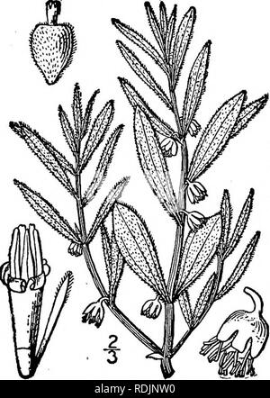 . An illustrated flora of the northern United States, Canada and the British possessions, from Newfoundland to the parallel of the southern boundary of Virginia, and from the Atlantic Ocean westward to the 102d meridian. Botany; Botany. Genus i. RAGWEED FAMILY. 339 i. Iva frutescens L. Marsh Elder. High- water Shrub. Fig. 4120. Iva frutescens L. Sp. PI. 989. 1753. Iva oraria Bartlett, Rhodora 8: 26. 1906. Perennial, shrubby or herbaceous, somewhat fleshy; stem paniculately branched above, mi- nutely pubescent, or sometimes glabrous below, 3°-i2° high. Leaves oval, oblong, or oblong- lanceolate Stock Photo