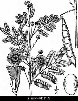 . An illustrated flora of the northern United States, Canada and the British possessions, from Newfoundland to the parallel of the southern boundary of Virginia, and from the Atlantic Ocean westward to the 102d meridian. Botany; Botany. Genus i. MIMOSA FAMILY. 331 I. Acacia angustissima (Mill.) Kuntze. Prairie Acacia. Fig. 2429. Mimosa angustissima Mill. Gard. Diet. Ed. 8, no. 19. 1768. Mimosa filiculoides Cav. Ic. i: 55. pi. 7S. 1791. Acacia filicina Willd. Sp. PI. 4: 1072. 1806. Acacia filiculoides Trelease; Branner &amp; Coville, Rep. Geol. Surv. Ark. 1888: Part 4, 178. 1891. A. angustissim Stock Photo