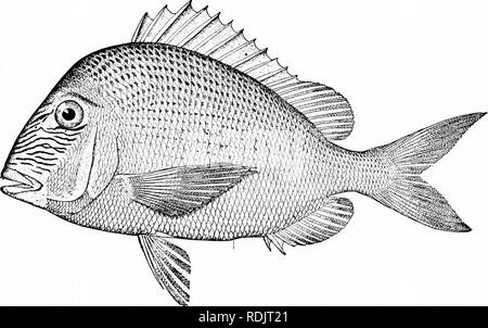 . A guide to the study of fishes. Fishes; Zoology; Fishes. The Bass and their Relatives 345 this genus and in Calamus the second interhcxmal spine is very greatly enlarged, its concave end formed like a quill-pen and y.^. ^^ rC Fig. 282.—Calamus bajonado (Bloch &amp; Schneider), Jolt-head Porgy. Pez de Pluma. Family Sparidce. including the posterior end of the large air-bladder. This arrangement presumably assists in hearing. Of the penfishes,. Fig. 283.—Little-head Porgy, Calamus proridens Jordan &amp; Gilbert. Key We-st. or pez de pluma, numerous species abound in tropical America, where the Stock Photo