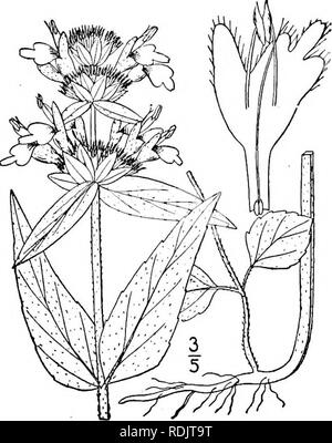 . An illustrated flora of the northern United States, Canada and the British possessions, from Newfoundland to the parallel of the southern boundary of Virginia, and from the Atlantic Ocean westward to the 102d meridian. Botany; Botany. Genus 25. MINT FAMILY. l35 1. Blephilia ciliata (L.) Raf. Downy Ble- philia. Fig. 3645. Monarda ciliata L. Sp. PI. 23. 1753. Blephilia ciliata Raf. Journ. Phys. 89: 98. 1819. Stem puberulent, or short-villous above, commonly- simple, i°-2° high. Lower leaves and those of sterile shoots ovate or oval, slender-petioled, crenate-den- ticulate, i'-2' long, the uppe Stock Photo