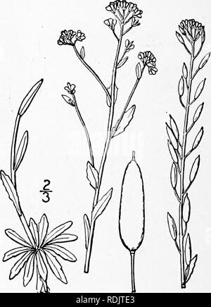 . An illustrated flora of the northern United States, Canada and the British possessions, from Newfoundland to the parallel of the southern boundary of Virginia, and from the Atlantic Ocean westward to the 102d meridian. Botany; Botany. CRUCIFERAE. Vol. II. II. Draba nemorosa L. Wood Whitlow-grass. Fig. 2007. Draba nemorosa L. Sp. PI. 643. 1753. Winter-annual, loosely stellate-pubescent, 6'-i2' high, branching below, leafy to the inflorescence. Leaves oblong-ovate, or lanceolate, obtuse, sessile, dentate, the lower io&quot;-i2&quot; long, s&quot;-?&quot; wide, the upper smaller; flowers yellow Stock Photo