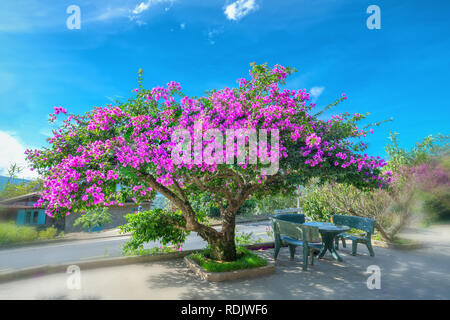 Bougainvillea tree colorful purple blooms under the bright morning sun.