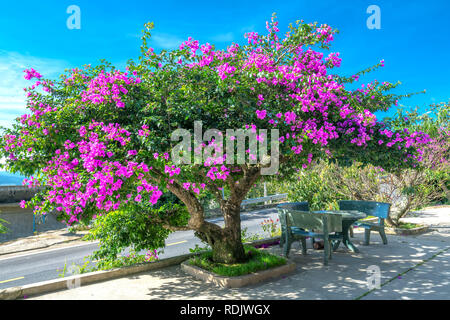 Bougainvillea tree colorful purple blooms under the bright morning sun.