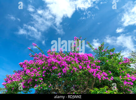 Bougainvillea tree colorful purple blooms under the bright morning sun.