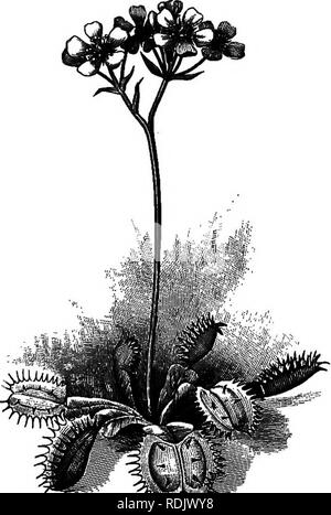 . Foundations of botany. Botany; Botany. INSECTIVOROUS PLANTS 343 caught by a sticky secretion which proceeds from hairs on the leaves. In one of the commonest sundews the leaves consist of a roundish blade, borne on a moderately long petiole. On the inner surface and round the margin of the blade (Fig. 239) are borne a considerable number of short bristles, each ter- minating in a knob which is covered with a clear, sticky liquid. When a small insect touches one of the sticky knobs, he is held fast and the hairs at once begin to close over him, as shown in Fig. 240. Here he soon dies and then Stock Photo