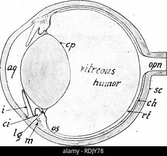 . Mammalian anatomy : with special reference to the cat . Mammals; Anatomy, Comparative; Cats. 322 ELEMENTS OF MAMMALIAN ANATOMY. walls of the orbital cavity. The retractor oculi originates on the boundary of the optic foramen and is inserted into the sclerotic around the entrance of the optic nerve. This muscle is completely hidden by the recti muscles. The eyeball is composed of three membranes and three humors. The outer coat, the sclerotic, consists of the opaque portion forming the caudal two-thirds, and the transparent portion, or cornea, forming the remainder (Fig. no). The optic nerve  Stock Photo