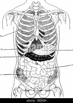 Anatomy of the cat digestion Stock Photo: 34974670 - Alamy