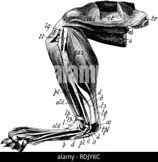 . Mammalian anatomy : with special reference to the cat . Mammals; Anatomy, Comparative; Cats. ret. Fig. 52. Please note that these images are extracted from scanned page images that may have been digitally enhanced for readability - coloration and appearance of these illustrations may not perfectly resemble the original work.. Davison, Alvin, 1868-1915. Philadelphia : P. Blakiston Stock Photo