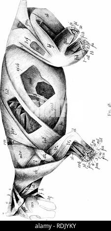 . Mammalian anatomy : with special reference to the cat . Mammals; Anatomy, Comparative; Cats. 84 ELEMENTS OF MAMMALIAN ANATOMY.. Please note that these images are extracted from scanned page images that may have been digitally enhanced for readability - coloration and appearance of these illustrations may not perfectly resemble the original work.. Davison, Alvin, 1868-1915. Philadelphia : P. Blakiston Stock Photo