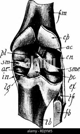 . Mammalian anatomy : with special reference to the cat . Mammals; Anatomy, Comparative; Cats. THE JOINTS. 75. one, extends from the internal tuberosity of the femur to the internal tuberosity of the tibia. The anterior and cap- sular ligaments must be cut in order to see the crucial ligaments, which are short, and cross each other in the region of the intercondylar notch. The posterior crucial extends from the caudal margin of the head of the tibia to the mediocranial angle of the intercondyloid notch of the femur. The anterior crucial extends from the summit of the tibia to the caudolateral  Stock Photo