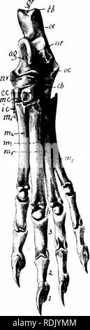 . Mammalian anatomy : with special reference to the cat . Mammals; Anatomy, Comparative; Cats. 7° ELEMENTS OF MAMMALIAN ANATOMY. for articulation with the tibia. The head bears a convex surface for articulation with the navicular. The neck is the con- stricted portion between the body and the head. The scaphoid lies on the medial side of the foot and articulates with the remaining six bones of the tar- sus. It may be recognized by its deep concave surface for articulation with the astragalus, and also by the tuberosity, a process on its medial plantar angle (Fig. 43). The internal cuneiform is Stock Photo