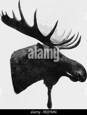 . Catalogue of the ungulate mammals in the British Museum (Natural History). Ungulates. O&amp;RVWM 235 elk, with somewhat more complex antlers, which are apparently always of the palmated type.. Pig. 36.—Side View-"op Head op Ameeican Elk, ob Moose {Alces aUes mnericanus). From a specimen in the possession of Mr. J. K. Paisley, of OttaM'a. 703, a. Skin, female, mounted. North America. Presented hy the Earl of Derby, about 1845. 52. G. 25. 1 and 3. Antlers. St. John's, Newfoundland. Pur chased {Argent), 1852.. Please note that these images are extracted from scanned page images that may ha Stock Photo