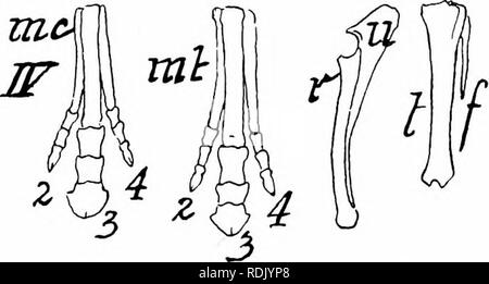 . Mammalian anatomy : with special reference to the cat . Mammals; Anatomy, Comparative; Cats. Fig. 35. (See next page for explanation.) mal row, and the trapezium, trapezoid, magnum, and unci- form form the distal row. The scapholunar, easily dis- tinguished because of its large size, articulates with the. Please note that these images are extracted from scanned page images that may have been digitally enhanced for readability - coloration and appearance of these illustrations may not perfectly resemble the original work.. Davison, Alvin, 1868-1915. Philadelphia : P. Blakiston Stock Photo