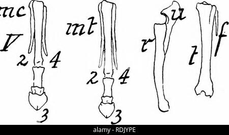 . Mammalian anatomy : with special reference to the cat . Mammals; Anatomy, Comparative; Cats. mcf'. Please note that these images are extracted from scanned page images that may have been digitally enhanced for readability - coloration and appearance of these illustrations may not perfectly resemble the original work.. Davison, Alvin, 1868-1915. Philadelphia : P. Blakiston Stock Photo