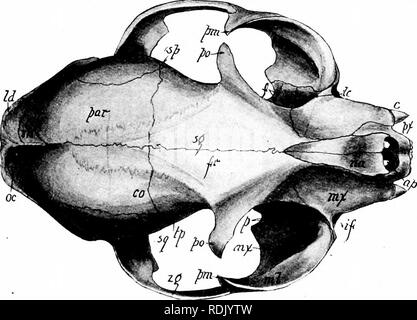 . Mammalian anatomy : with special reference to the cat . Mammals; Anatomy, Comparative; Cats. 2S ELEMENTS OF MAMMALIAN ANATOMY. of the sense of smell is proportional to the development of the ethmoturbinals. In most orders of animals five scrolls are present, but in Echidna there are six and in some Ungu- lates there are eight, while in adult Primates there are only from one to three, more, however, being present in the embryo. The mesethmoid is the perpendicular plate of bone which, prolonged craniad by cartilage, separates the nasal cavity into two portions. Caudad it is united to the cribr Stock Photo