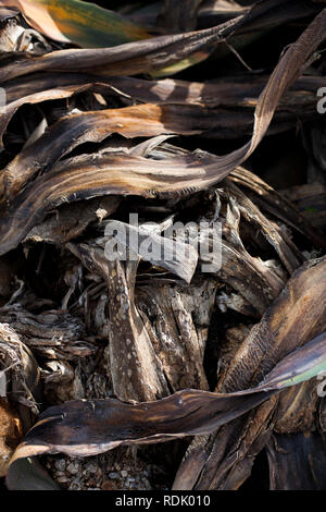 Dried leaves of the Sansevieria plant Stock Photo