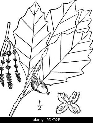 . An illustrated flora of the northern United States, Canada and the British possessions, from Newfoundland to the parallel of the southern boundary of Virginia, and from the Atlantic Ocean westward to the 102d meridian. Botany; Botany. Genus 3. BEECH FAMILY. 625. KJuercus Alexanderi Britton, at first supposed to be separable from Q. Muhlenbergii by its obovate leaves and flaky bark; does not now appear to be specifically distinct from that species. 24. Quercus prinoides Willd. Scrub or Dwarf Chestnut Oak. Fig. 1537. Quercus prinoides Willd. Neue Schrift. Ges. Nat. Fr. Berlin 3 : 397. 1801. Q. Stock Photo